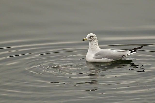 Free download bird seagull gull ornithology free picture to be edited with GIMP free online image editor