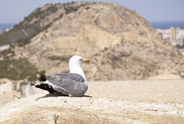 Free download Bird Seagull Holidays -  free photo or picture to be edited with GIMP online image editor