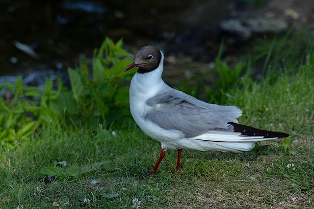 Free download Bird Seagull In The Summer Of -  free photo or picture to be edited with GIMP online image editor