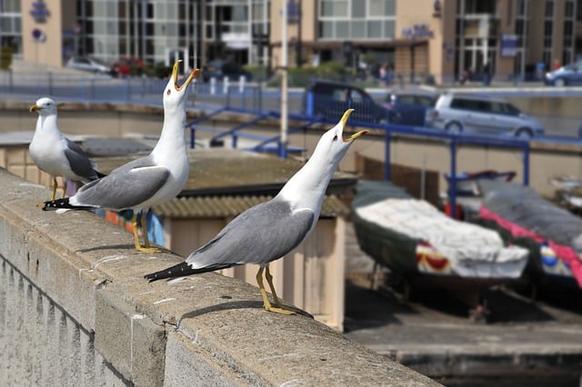 Free download bird seagull larinae larini free picture to be edited with GIMP free online image editor