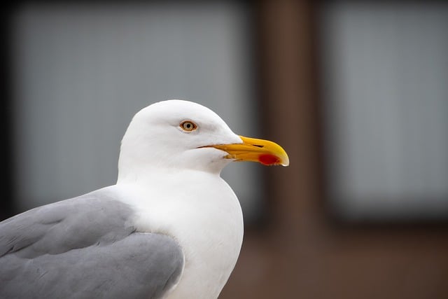 Free download bird seagull ornithology gull free picture to be edited with GIMP free online image editor