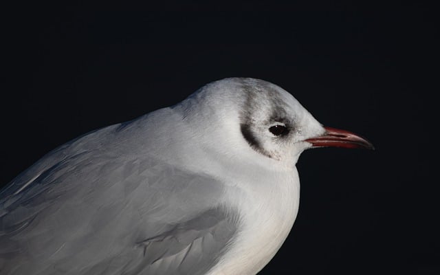 Free download bird seagull ornithology water bird free picture to be edited with GIMP free online image editor