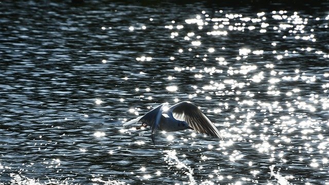 Free picture Bird Seagull River -  to be edited by GIMP free image editor by OffiDocs