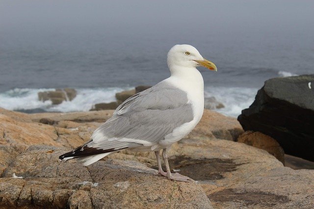 Descarga gratuita de la plantilla de fotos gratuita Bird Seagull Sea para editar con el editor de imágenes en línea GIMP