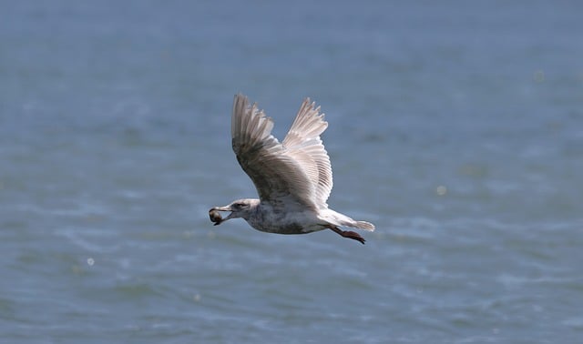 Free download bird seagull sea wildlife animal free picture to be edited with GIMP free online image editor