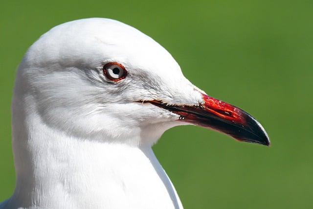 Free download bird seagull silver gull feathers free picture to be edited with GIMP free online image editor