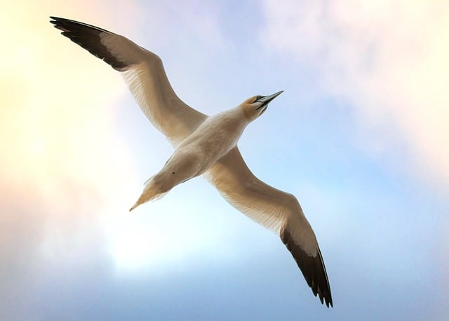 Free download bird seagull wings flight animal free picture to be edited with GIMP free online image editor
