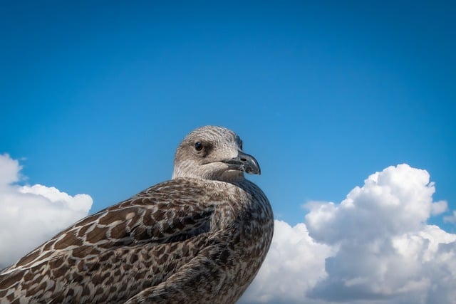 Free download bird seagull young gull free picture to be edited with GIMP free online image editor
