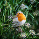 Birds eat fruit  screen for extension Chrome web store in OffiDocs Chromium