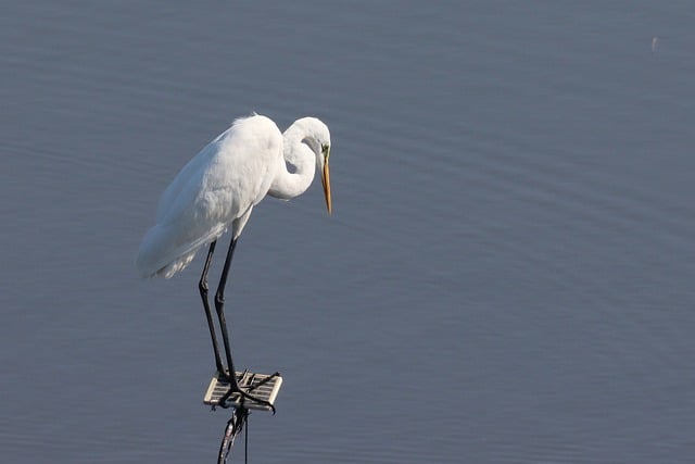 Free download birds egret heron avian wildlife free picture to be edited with GIMP free online image editor