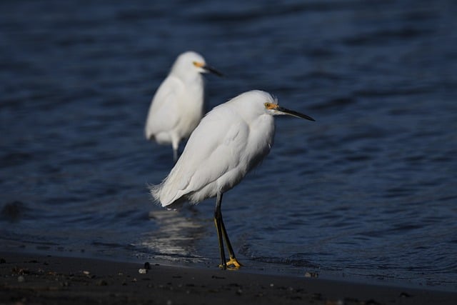 Free download birds egret wildlife birdwatching free picture to be edited with GIMP free online image editor