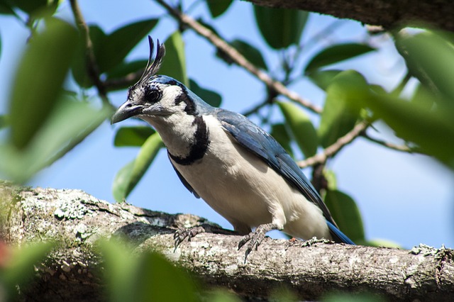 Free download birds el salvador magpie fauna free picture to be edited with GIMP free online image editor