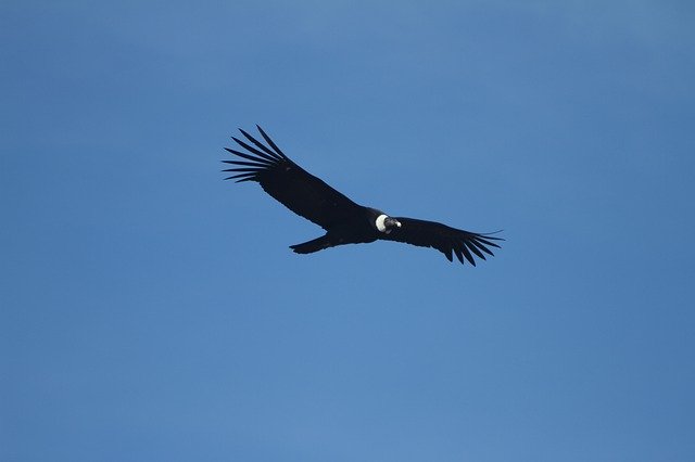 Free download Birds Fauna Condor -  free free photo or picture to be edited with GIMP online image editor