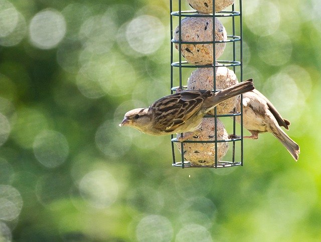 Free download Birds Feeding Feeder -  free photo or picture to be edited with GIMP online image editor
