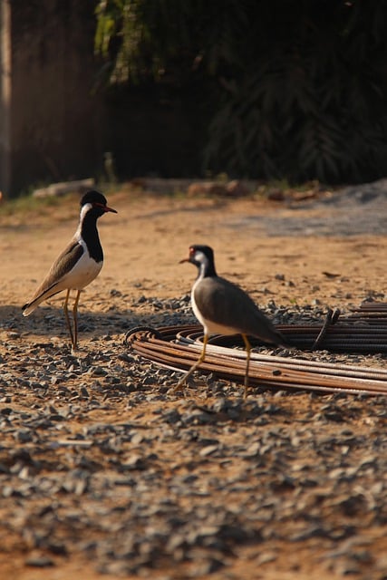 Free download birds fight avian ornithology free picture to be edited with GIMP free online image editor