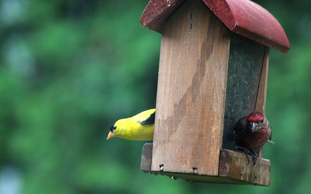 Download gratuito Birds Finch Yellow - foto o immagine gratuita da modificare con l'editor di immagini online di GIMP