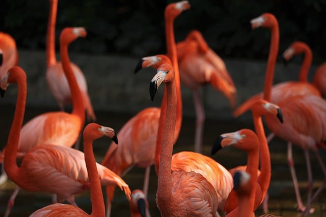 Free download birds flamingo ai generated free picture to be edited with GIMP free online image editor