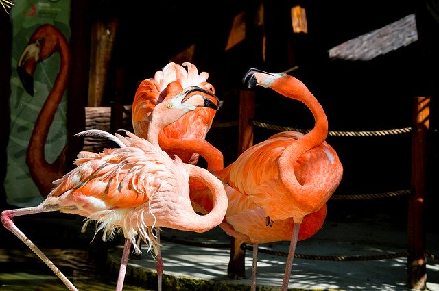 Muat turun percuma Birds Flamingos Wild - foto atau gambar percuma untuk diedit dengan editor imej dalam talian GIMP