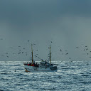 Birds Flying above a Ship on the Sea  screen for extension Chrome web store in OffiDocs Chromium