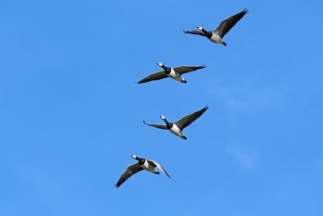 Free download birds flying birds geese free picture to be edited with GIMP free online image editor