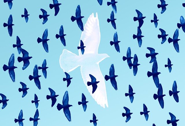 Free download Birds Flying Freedom -  free illustration to be edited with GIMP free online image editor