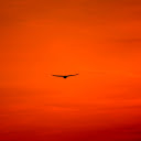 Birds flying in the redsky  screen for extension Chrome web store in OffiDocs Chromium