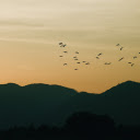 Birds flying on the hill  screen for extension Chrome web store in OffiDocs Chromium