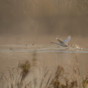 Birds flying over the water  screen for extension Chrome web store in OffiDocs Chromium