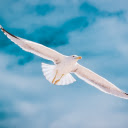 Birds fly in the sky  screen for extension Chrome web store in OffiDocs Chromium