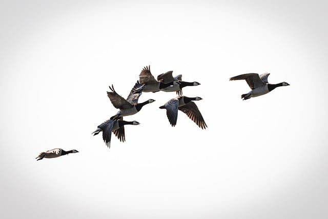 Free download birds fly loft hanhet free picture to be edited with GIMP free online image editor