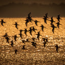 Birds fly over the river  screen for extension Chrome web store in OffiDocs Chromium