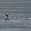 Birds fly over the water  screen for extension Chrome web store in OffiDocs Chromium Birds fly over the water  screen for extension Chrome web store in OffiDocs Chromium