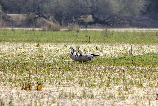 Free download birds geese ducks wetland grass free picture to be edited with GIMP free online image editor
