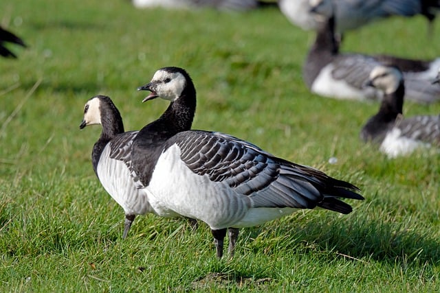 Free download birds geese water birds free picture to be edited with GIMP free online image editor