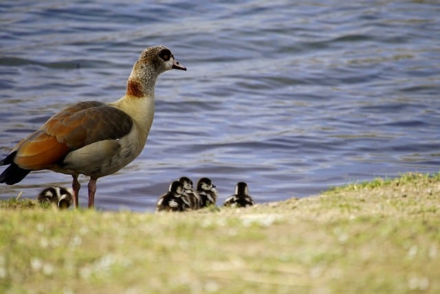 Free download birds goose goslings chicks lake free picture to be edited with GIMP free online image editor