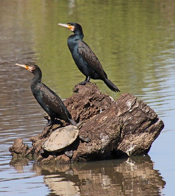 Free download Birds Great Cormorants Perched -  free photo or picture to be edited with GIMP online image editor