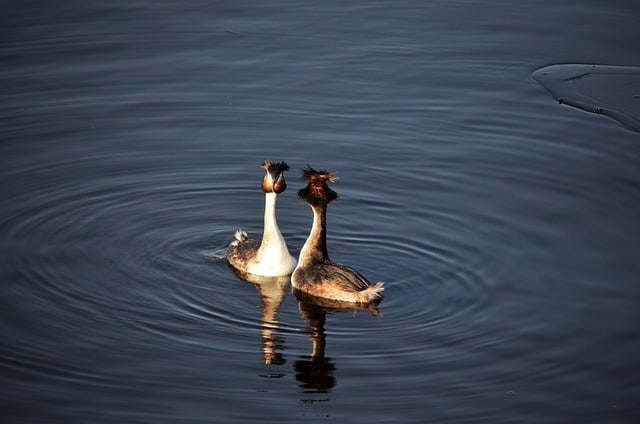 Téléchargement gratuit d'une image gratuite d'oiseaux grèbe huppé sauvagine à modifier avec l'éditeur d'images en ligne gratuit GIMP