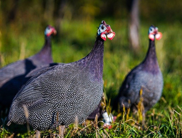 Free download birds guinea fowl ornithology free picture to be edited with GIMP free online image editor