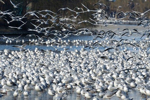 Free download birds gulls crowd lake standing free picture to be edited with GIMP free online image editor