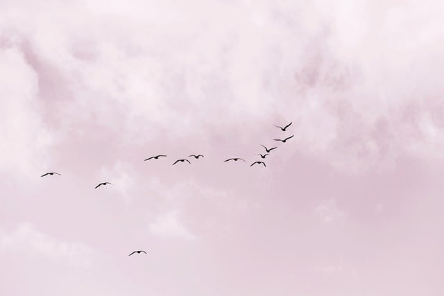 Baixe gratuitamente pássaros gaivota mar praia costa voando imagem gratuita para ser editada com o editor de imagens online gratuito GIMP
