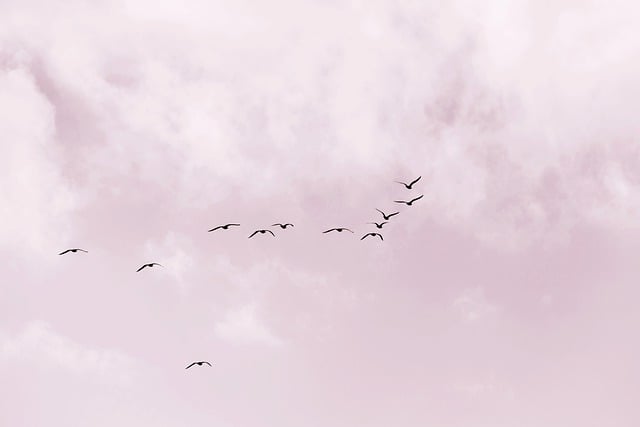 Free download birds gull sea beach coast flying free picture to be edited with GIMP free online image editor