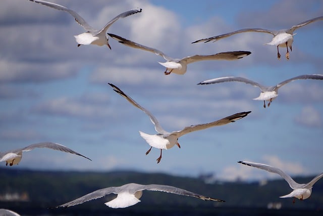 Free download birds gulls flying seagulls sky free picture to be edited with GIMP free online image editor