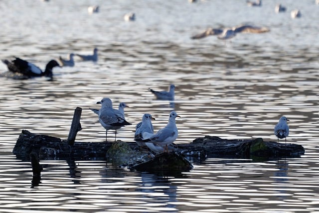 Free download birds gulls lake water feathers free picture to be edited with GIMP free online image editor