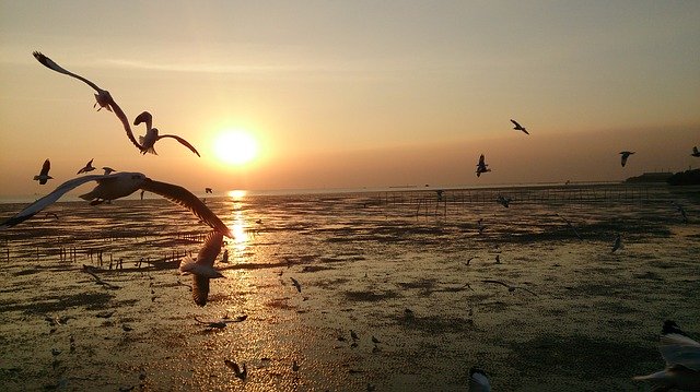 Free download Birds Gulls Samut Prakan -  free photo or picture to be edited with GIMP online image editor