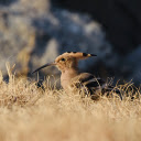 Birds have horns  screen for extension Chrome web store in OffiDocs Chromium