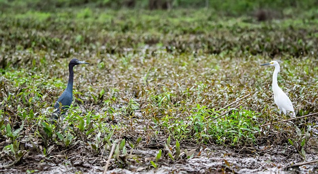 ดาวน์โหลดฟรีนก นกกระสา บึง สัตว์ป่า ธรรมชาติ ภาพฟรีที่จะแก้ไขด้วยโปรแกรมแก้ไขภาพออนไลน์ GIMP ฟรี