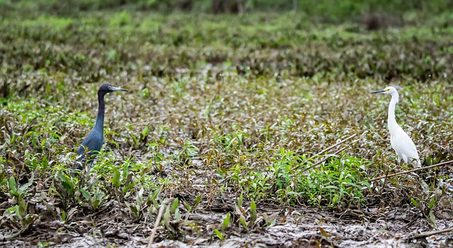 Free download birds herons swamp wildlife nature free picture to be edited with GIMP free online image editor