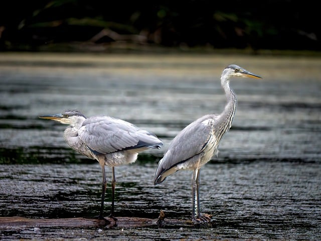 Free download birds heron wildlife animal free picture to be edited with GIMP free online image editor