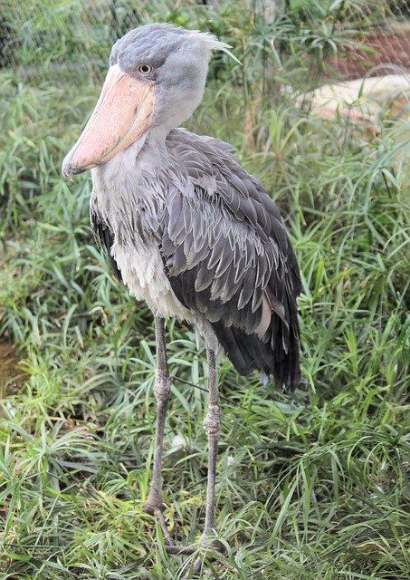 Free download Bird Shoebill Beak -  free photo or picture to be edited with GIMP online image editor