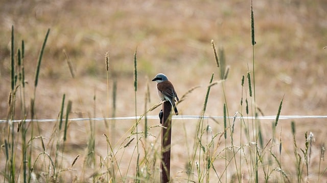 Descarga gratuita de una imagen de campo de pradera de alcaudón de pájaro para editar con el editor de imágenes en línea gratuito GIMP